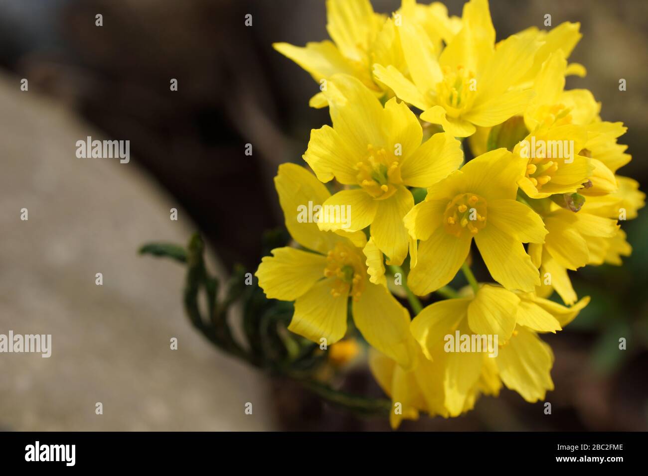 Kleine Waldpflanze in der Nähe. Gelbe Blume ist dicht. Leontice Smirnowii Trautv, Gymnospermium Smirnowii Stockfoto