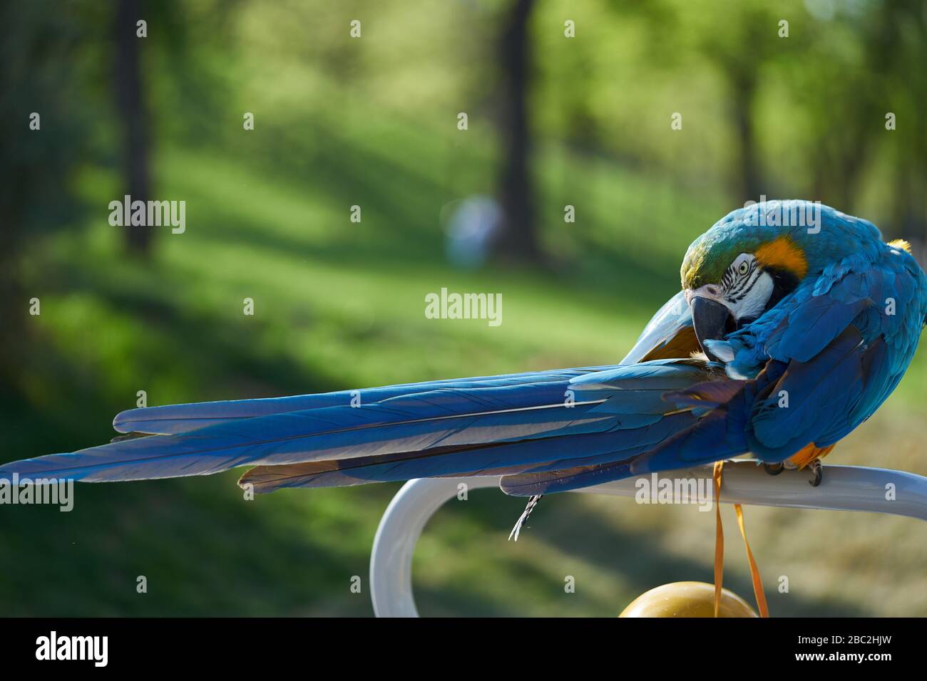 Blau-gelbe Makaw. Der Papagei säubert seine Federn. Stockfoto