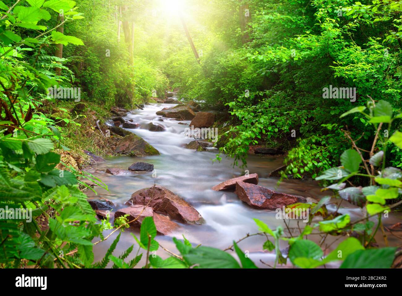 Schöner Bach fließt durch einen grünen Wald, umrahmt von lebendiger Laube, mit Sonnenstrahlen, die die Szene von oben beleuchten Stockfoto