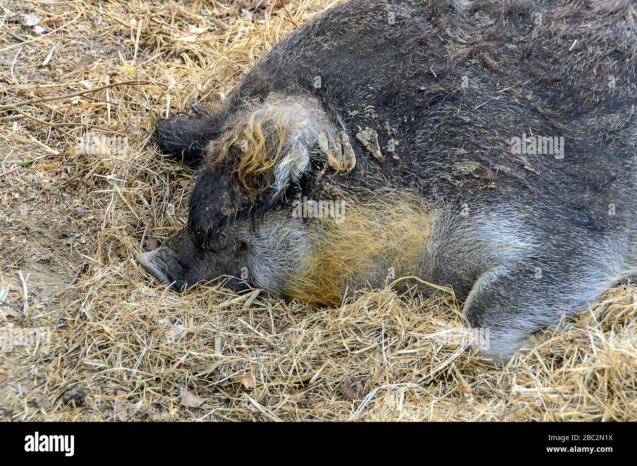 Schlafendes schwarzes wolliges Schwein auf Strohhalm liegend Stockfoto