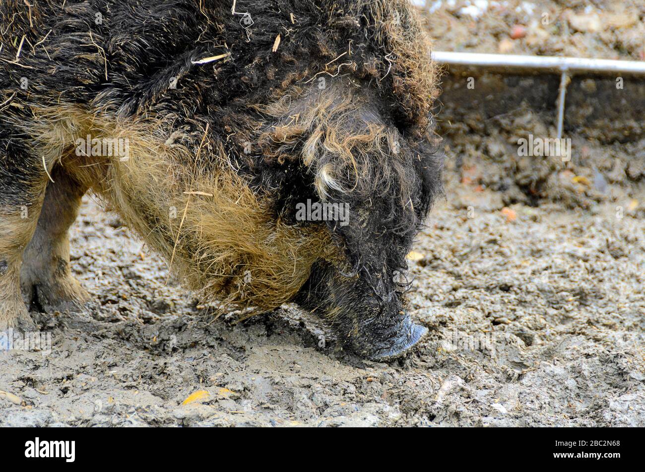 Schwarzes wolliges Schwein schnupft auf Schlamm Stockfoto