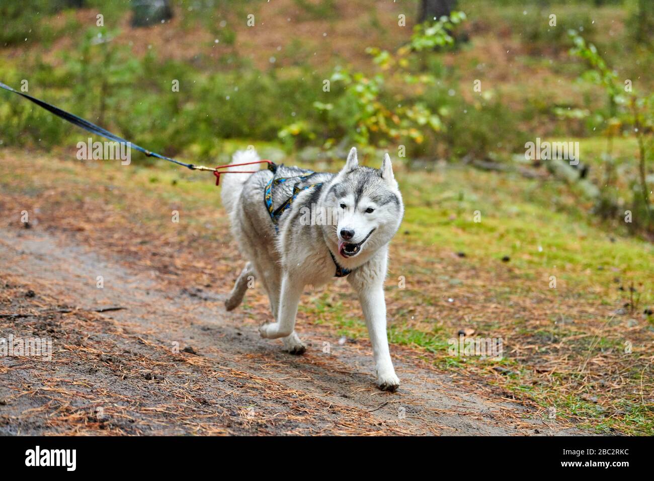 Cross-Round-Schlittschuhrennen. Husky-Schlittenhund zieht mit Hundemusher ein Fahrrad. Herbstwettbewerb. Stockfoto