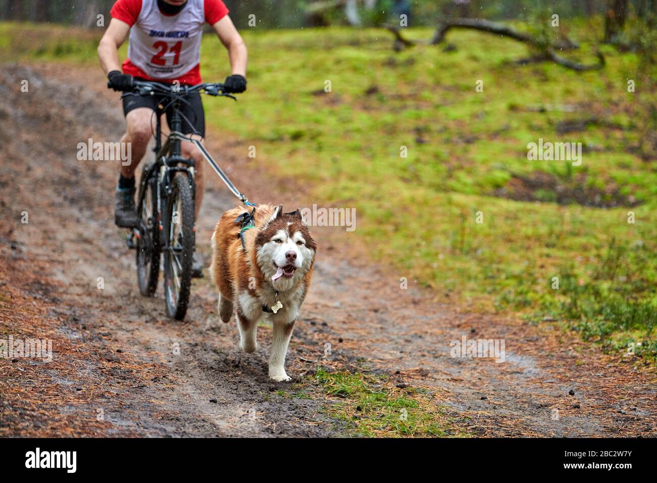 Bikejoring Schlittenhund Mushing Race. Husky-Schlittenhunde ziehen ein  Fahrrad mit Hundefusher. Herbstwettbewerb Stockfotografie - Alamy
