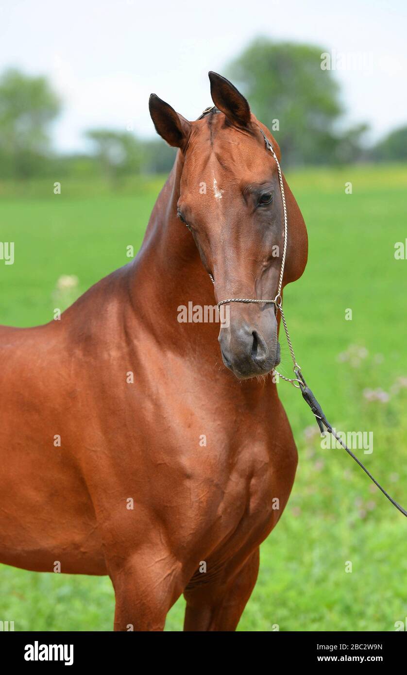 Porträt des Kastanien-Akhal-Teke-Hengstes, der sich im Schaukettenhalter auf dem Feld posiert. Vertikal, Seitenansicht, Nahaufnahme. Stockfoto