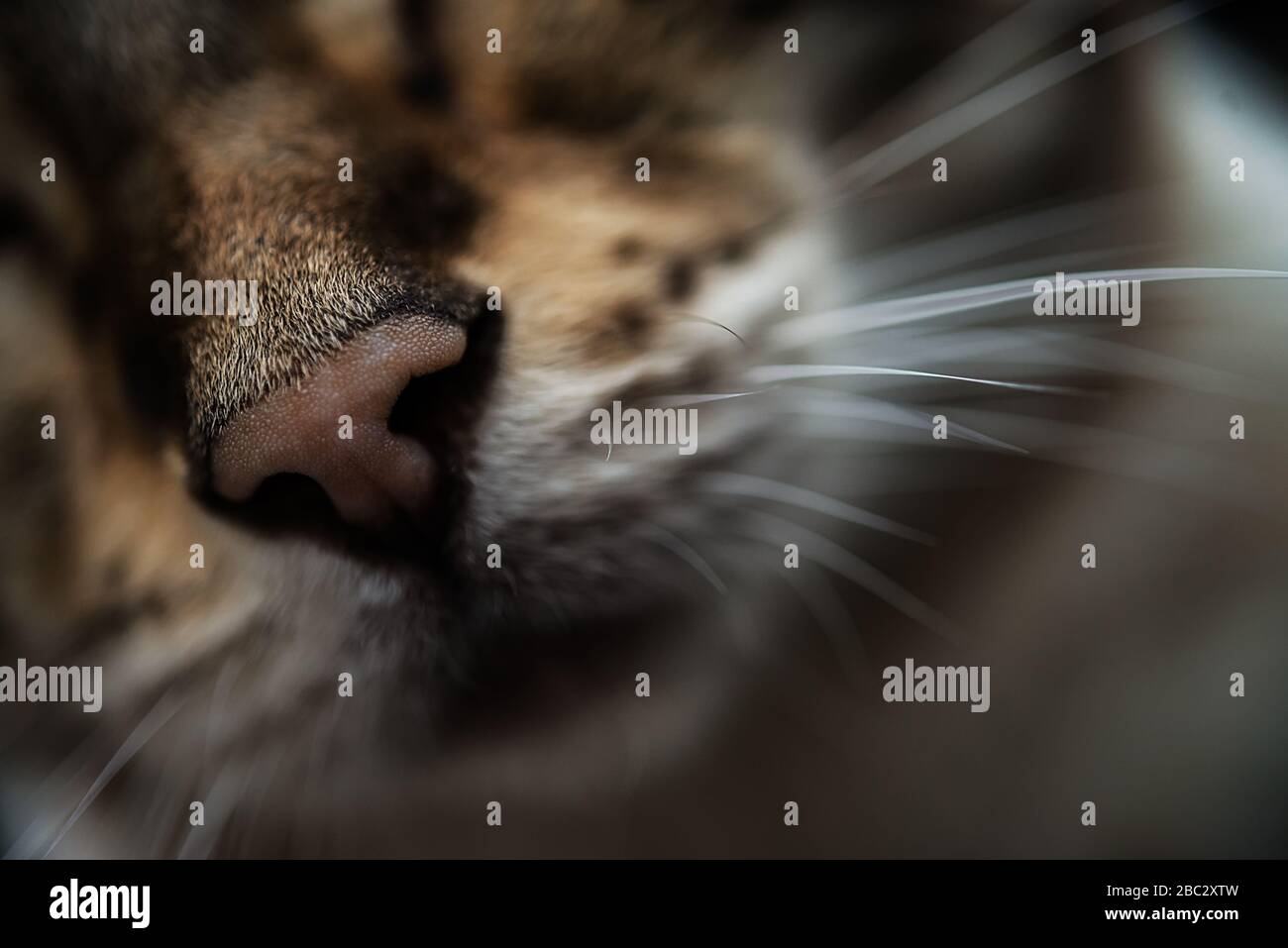 Katzen-Nase und Whisker einer bengalischen Katze, Nahaufnahme Stockfoto