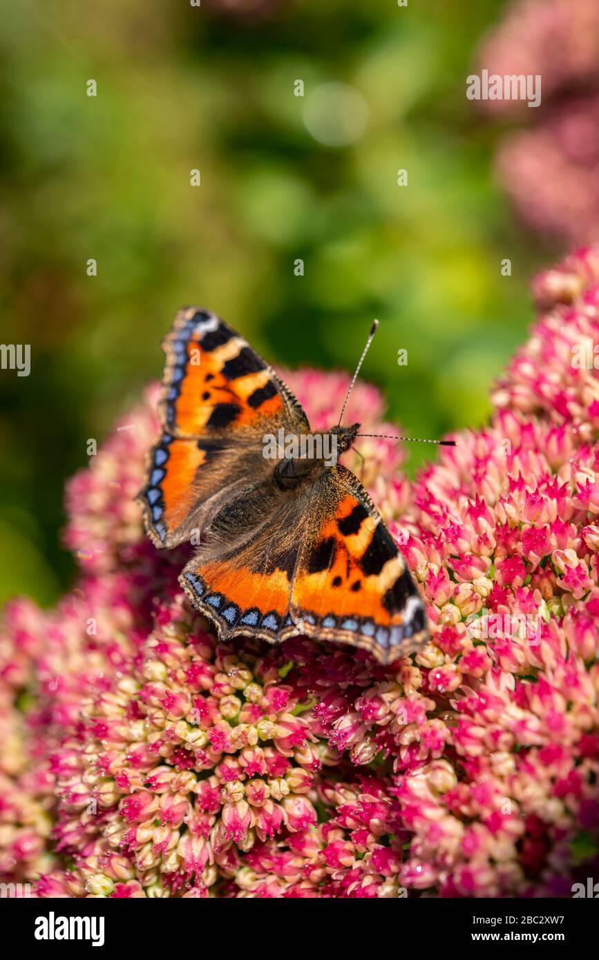 Kleiner Tortoiseshell Schmetterling auf rosa Blume Stockfoto
