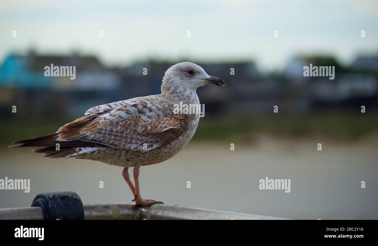 Juvenile Heringsmöwen auf dem Boden sehen aus Stockfoto