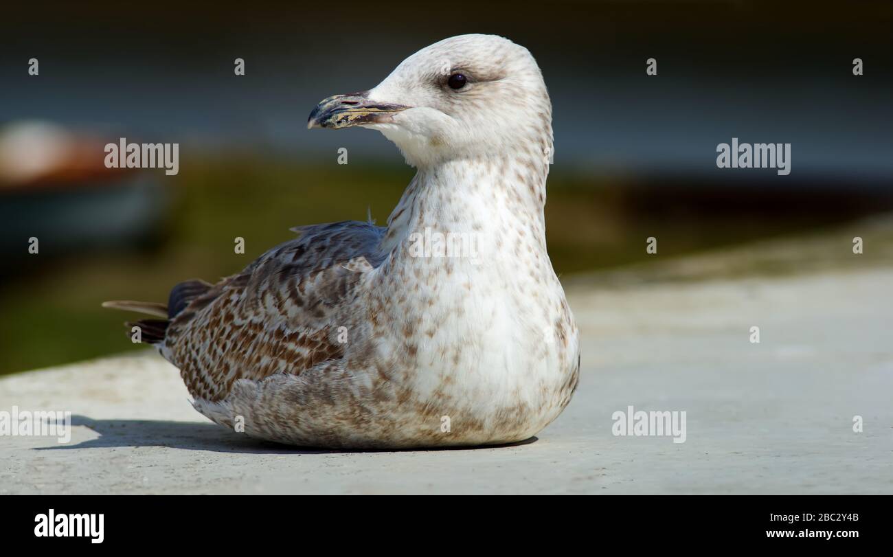 Juvenile Heringsmöwen auf dem Boden sehen aus Stockfoto