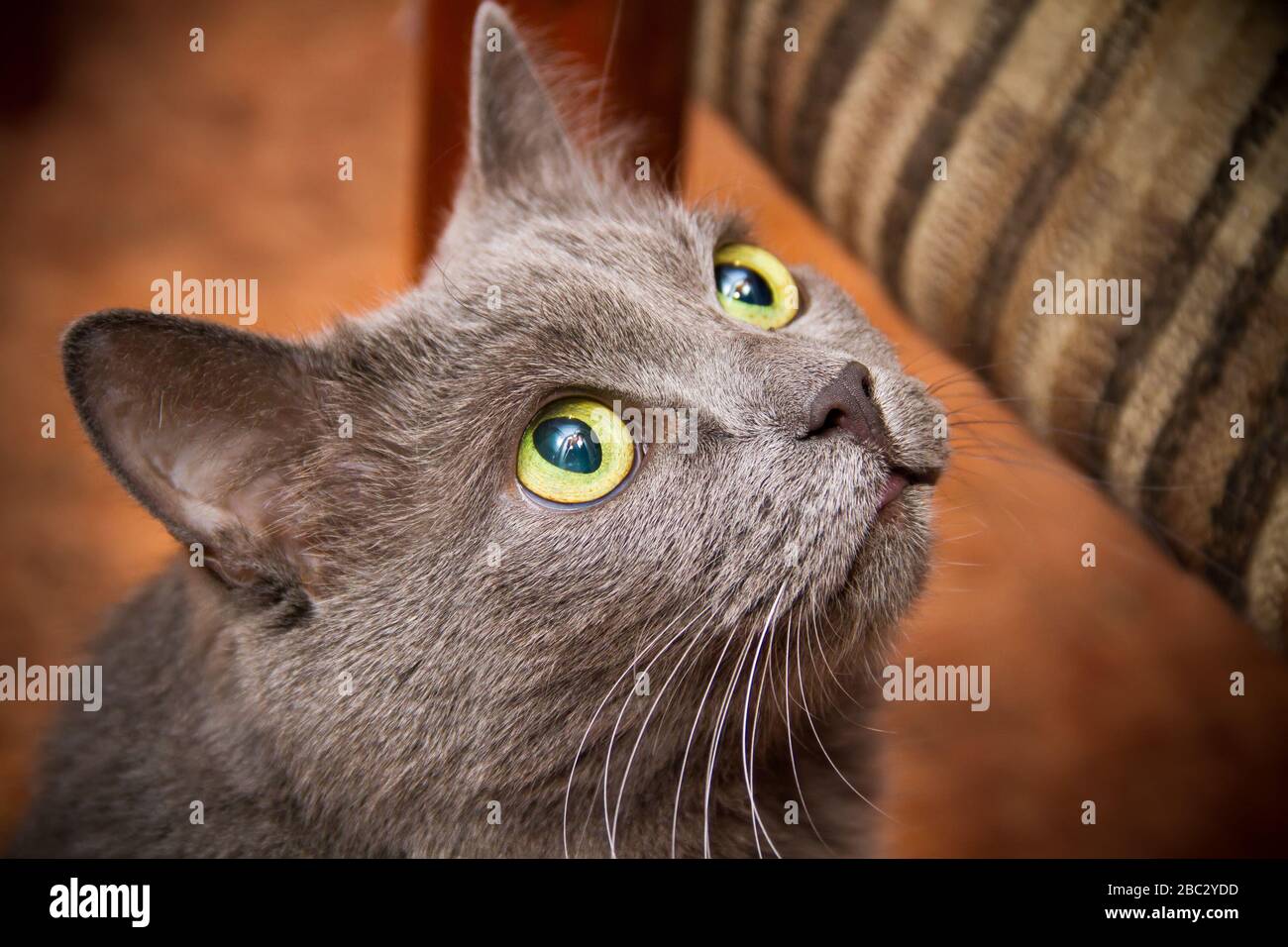 Erwachsene graue Katze ausdrucksstark um Fütterung gebeten. Stockfoto