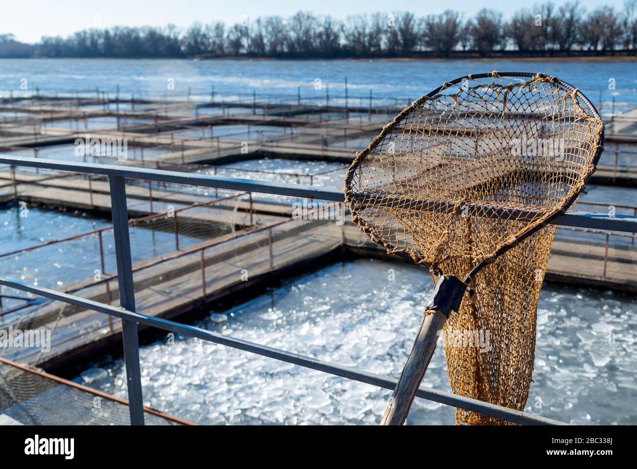 Ein Handnetz zum Schaufeln von Fisch in der Fischfarm. Stockfoto