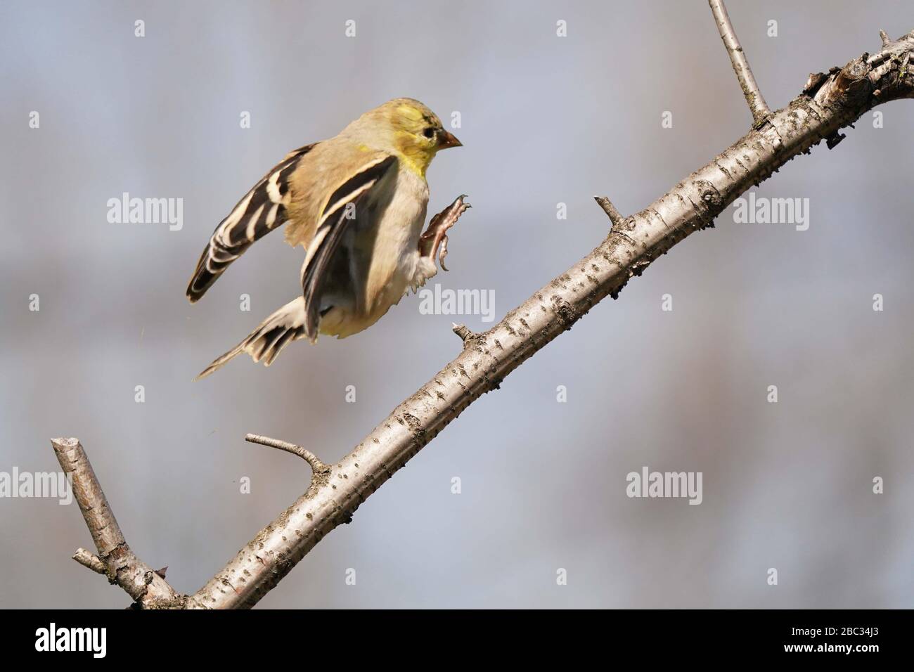 Goldfinch-Männchen schimmeln Winterfarben zum Frühlingsfliegen Stockfoto