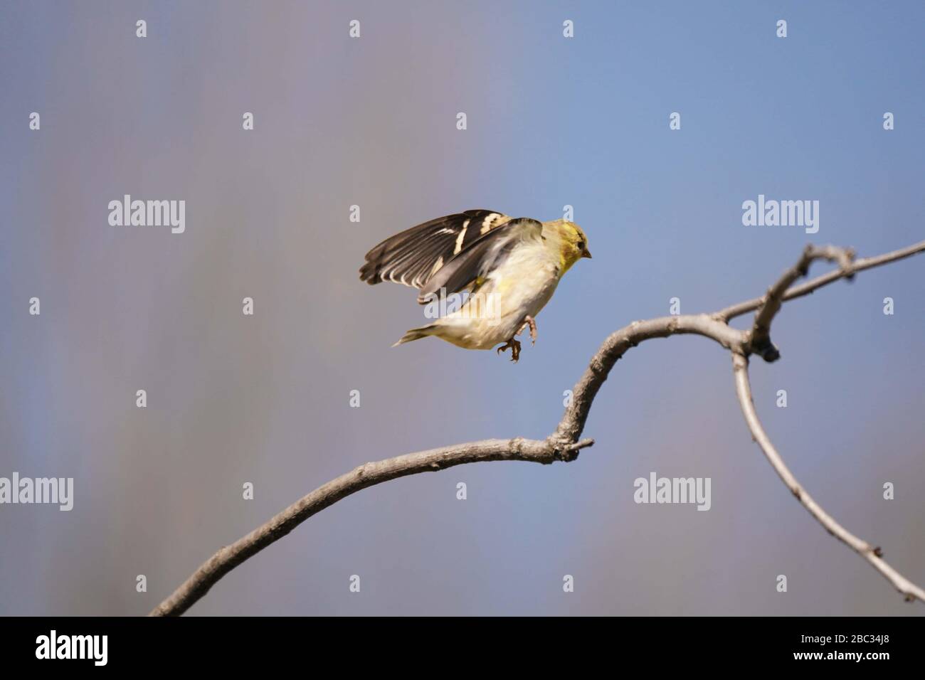 Goldfinch-Männchen schimmeln Winterfarben zum Frühlingsfliegen Stockfoto