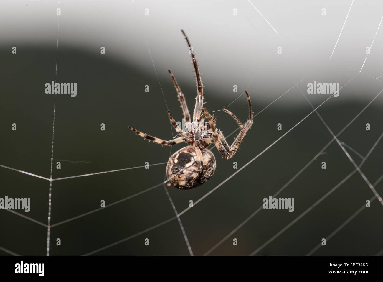 Orb Weaver Spider Repairing a Web Stockfoto