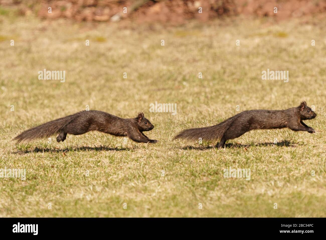 Schwarzes Gleithörnchen jagt anderes schwarzes Hörnchen Stockfoto