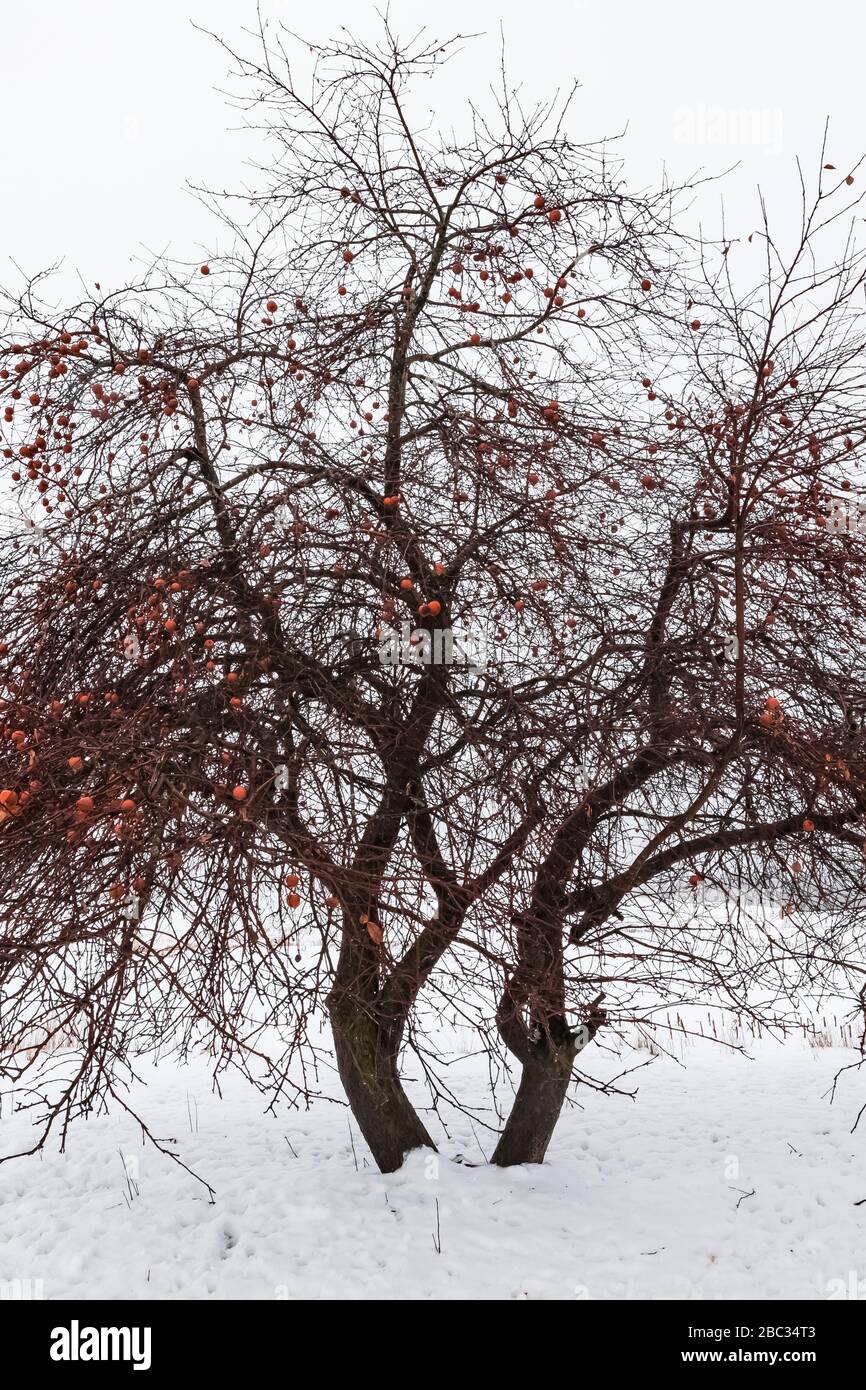 Apfelbaum mit ungeernteten Äpfeln an einem Wintertag in der Nähe des Dorfes Remus im Zentrum von Michigan, USA Stockfoto