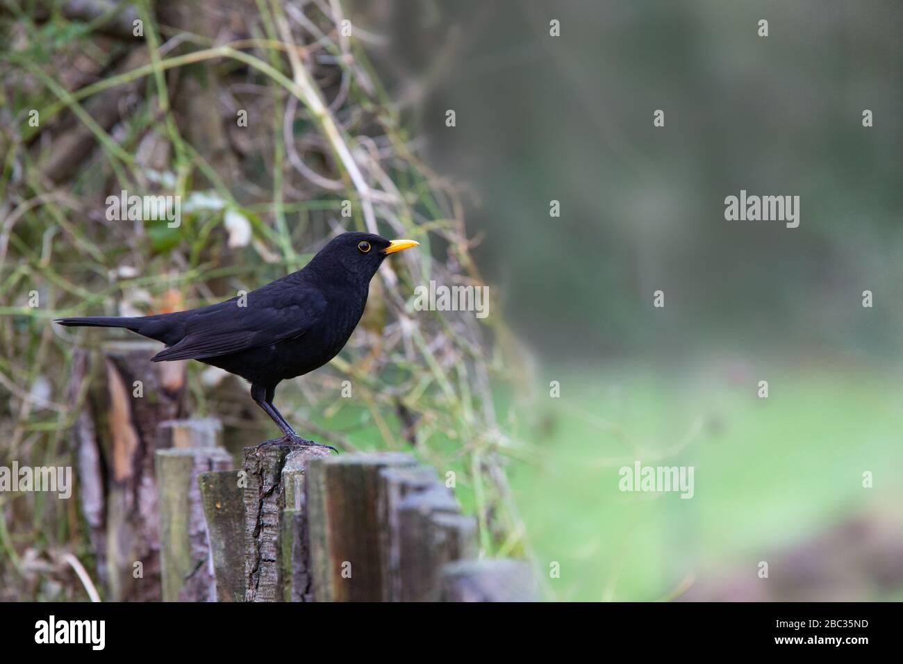 Männlicher Schwarzvogel [ Turdus merula ] steht auf rustikalem Holzgartenzaun Stockfoto