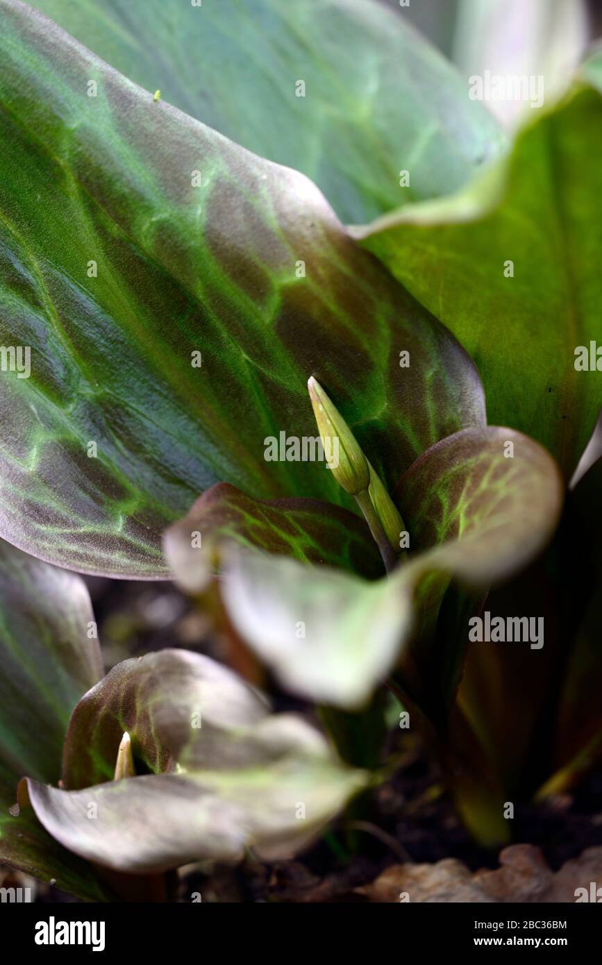 Erythronium, Blumenknospe, ungeöffnete Blüte, Blumenknospe, Frühling, Blumen, Blume, Blüte, Blüte, blühender Hund Zahnviolett, Frühling, Blumen, Blume, Blüte, meliert Stockfoto