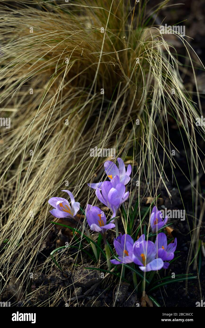 Blaue Krokusse Stockfotos Und Bilder Kaufen Alamy