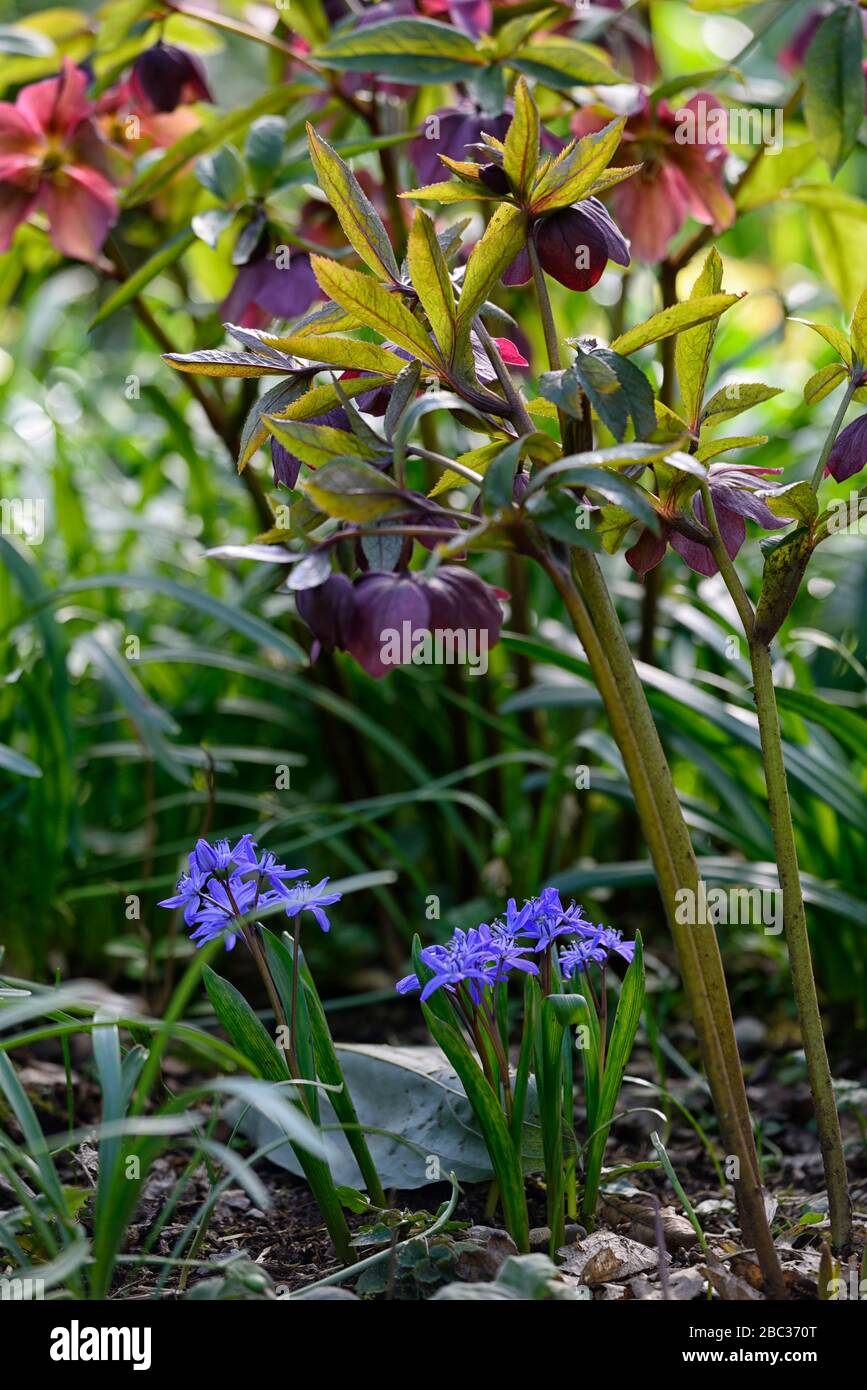 Helleborus × hybridus,Hellebore,Hellebores,helleborus,violette Blumen,Siberian Squill,Scilla siberica,blaue Blumen,Farbe,Farbe,Hybrid,Hybride,Feder,f Stockfoto