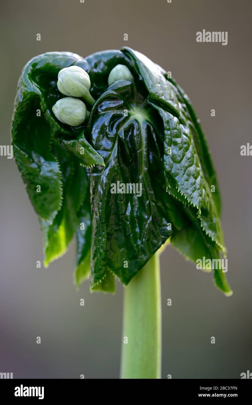 Podophyllum peltatum großes Blatt, grüne Blätter, Laub, entstehen