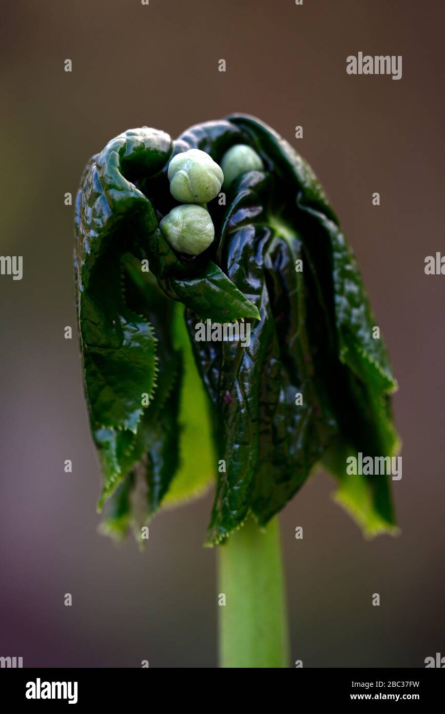 Podophyllum peltatum großes Blatt, grüne Blätter, Laub, entstehen