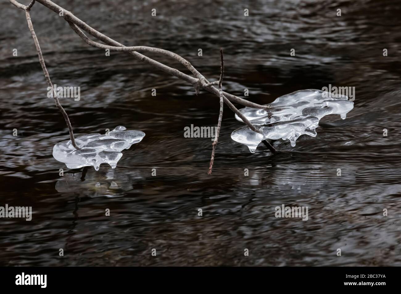 Eis sammelt sich bei einem Zauber des kalten Wetters an Ästen und Baumstämmen im Chippewa River, Deerfield Nature Park, Mount Pleasant, Michigan, U Stockfoto