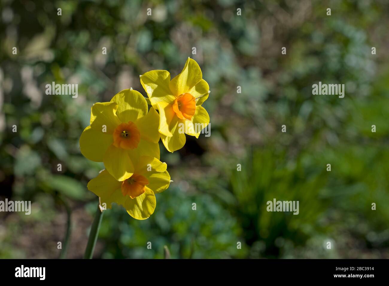 Drei leuchtend gelbe Narbenblüten in voller Blüte im Frühjahr, März vor dem Hintergrund von grünem Laub. Narzisse pseudonarcissus. Stockfoto