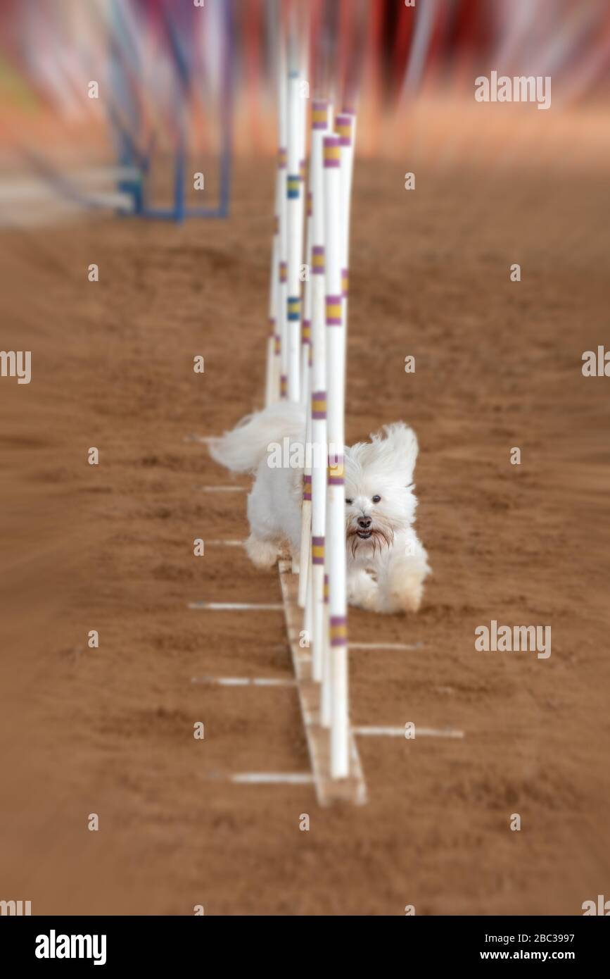 The Doggie Weave Stockfoto