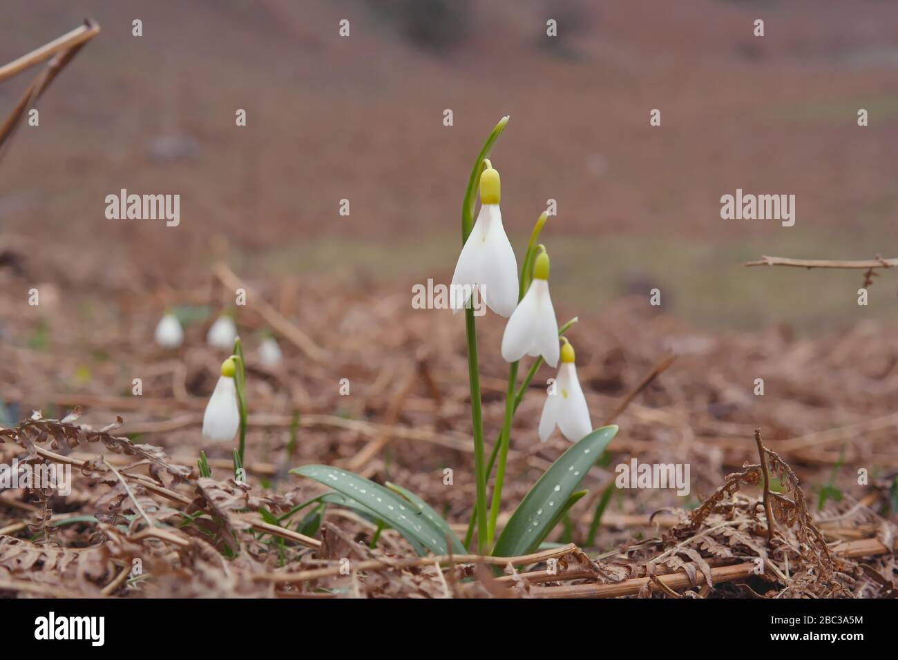 Kaukasischer Schneeglöckchen (Galanthus kaukasicus) ist eine seltene endemische Art von Aserbaidschan und dem Kaukasus. Stockfoto