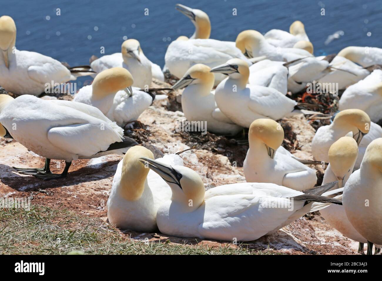 Gannet-Kolonie auf der deutschen Insel Helgoland Stockfoto