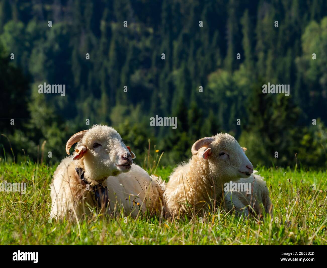 Zwei Scheichen, die auf der Wiese liegen und ruhen. Stockfoto