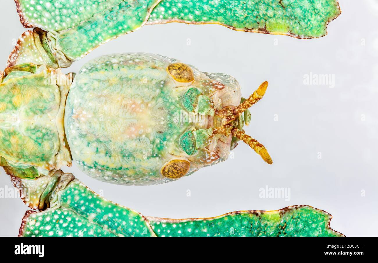 Nahaufnahme auf einem großen Blattinsekt auf weißem Grund mit Schatten Stockfoto