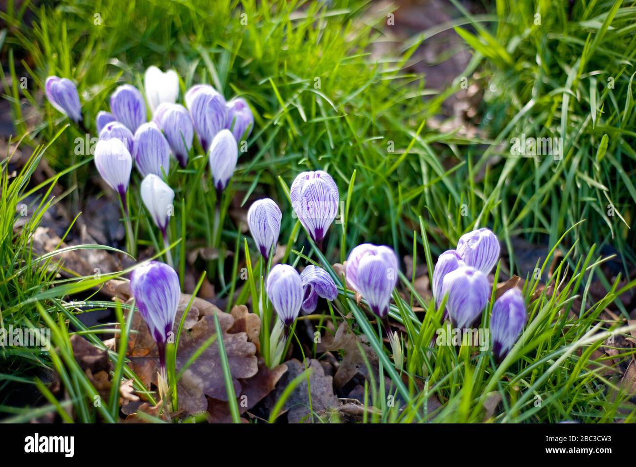 Ein kleiner Cluster von violetten und weißen Krokussen, die aus dem Boden hervorgehen, der von grünem Gras umgeben ist, wenn der Frühling dem Vereinigten Königreich nähert. Stockfoto