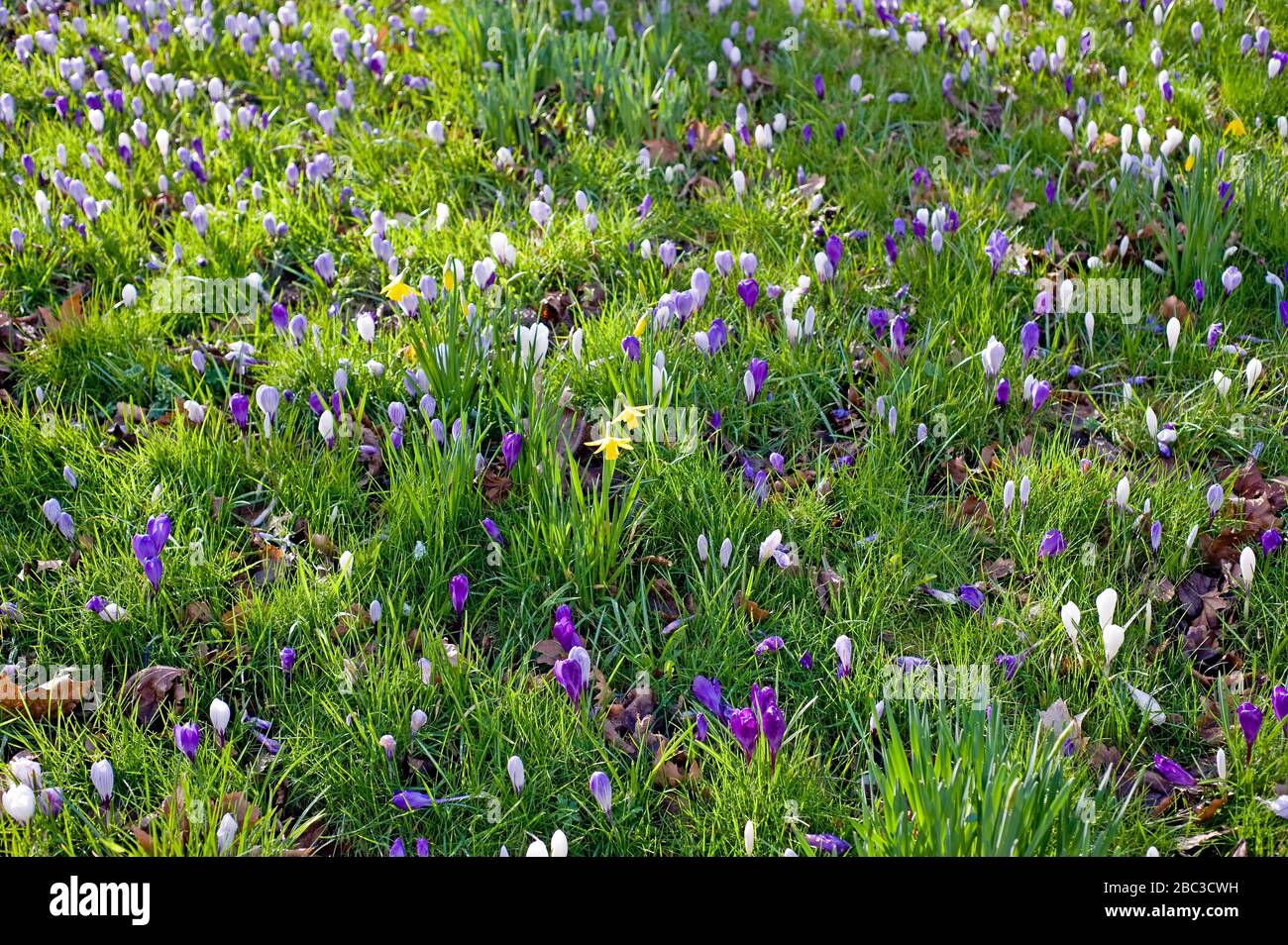 Ein Feld von violetten und weißen Krokussen mit einer Handvoll Narzissen, die aus dem Boden hervorgehen, wenn der Frühling dem Vereinigten Königreich nähert. Stockfoto