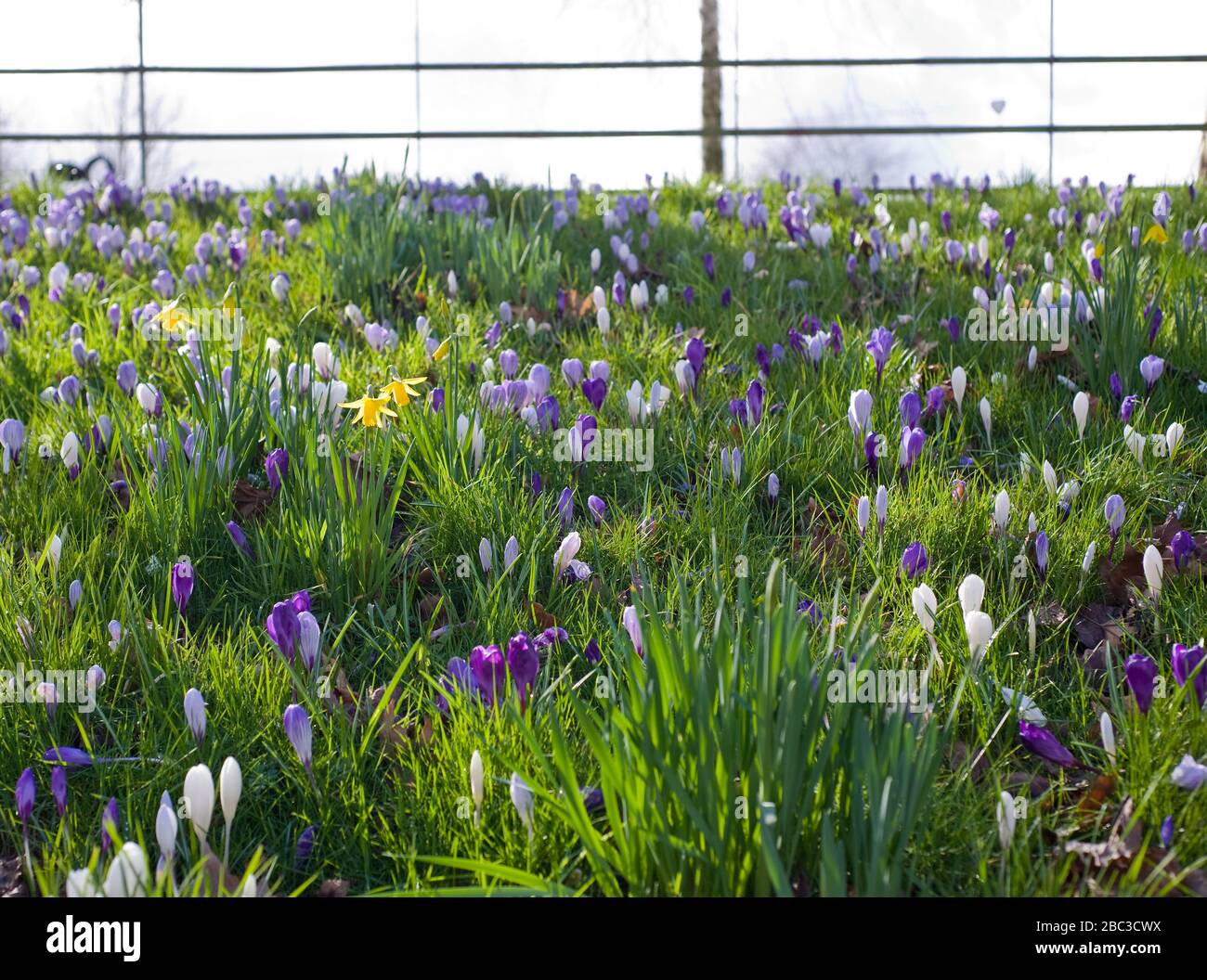 Ein Feld von violetten und weißen Krokussen mit einer Handvoll Narzissen, die aus dem Boden hervorgehen, wenn sich der Frühling dem Vereinigten Königreich nähert. Blumen am Hang Stockfoto