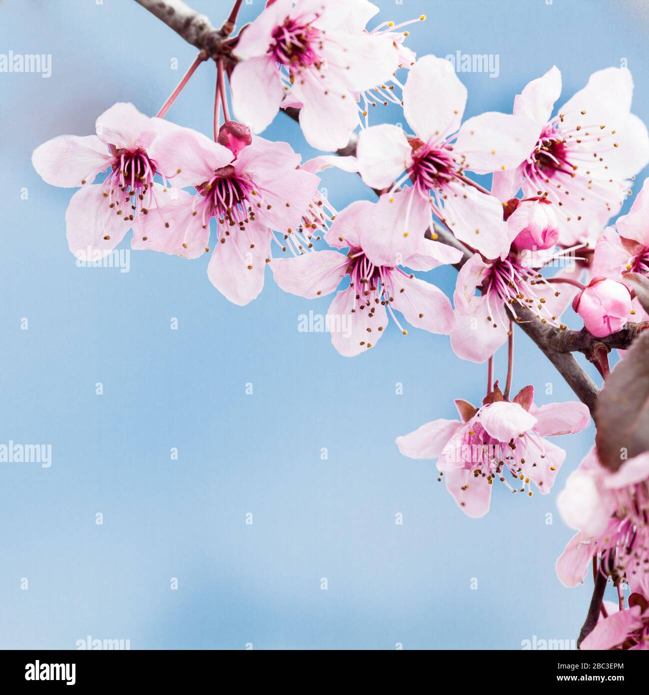 Frühlingskirschblüte auf blauem Background Stockfoto