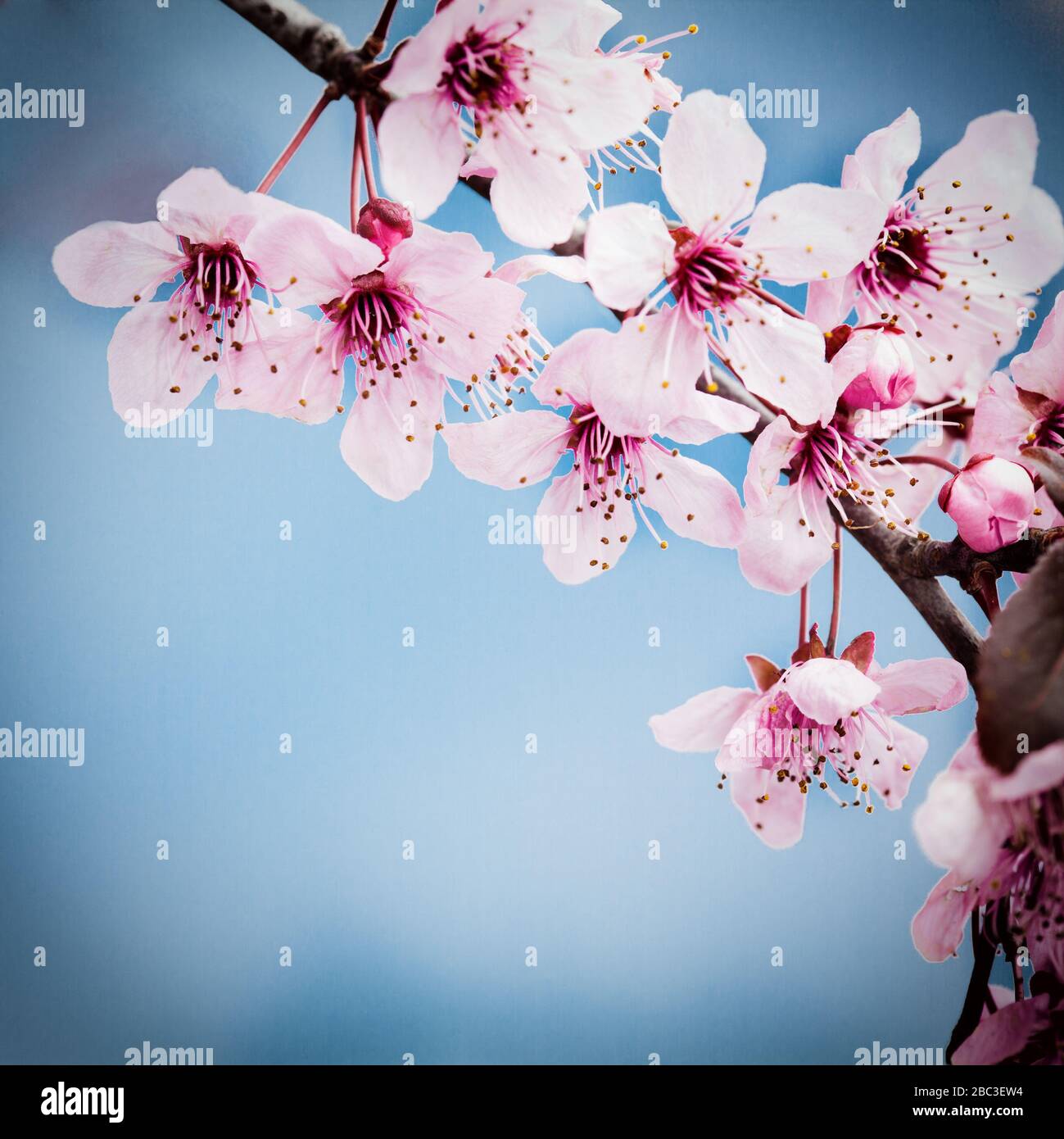 Frühlingskirschblüte auf blauem Background Stockfoto