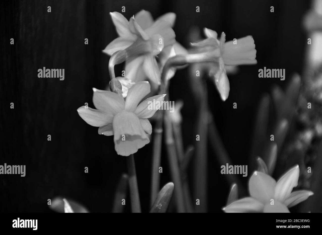 Natürliche gelbe Schneeglöckchen blühen aus nächster Nähe Stockfoto