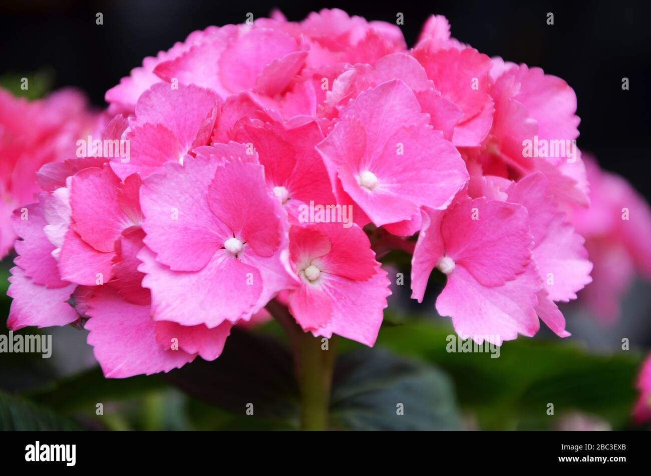 Hortensia Blume aus der Nähe Stockfoto
