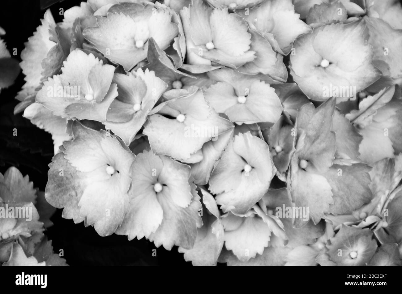 Hortensia Blume aus der Nähe Stockfoto