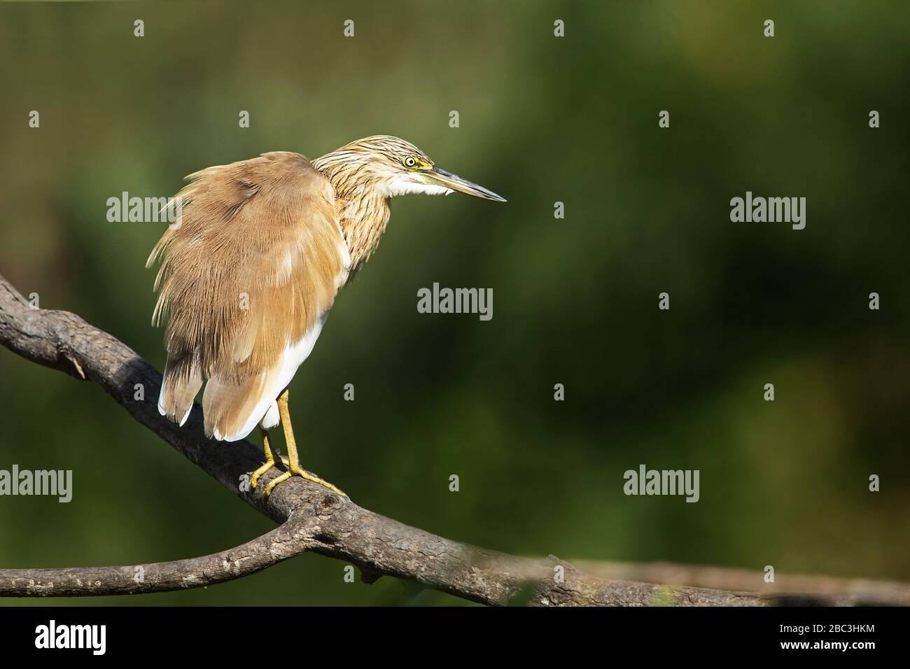 Squacco Reiher, Gambia, Afrika Stockfoto