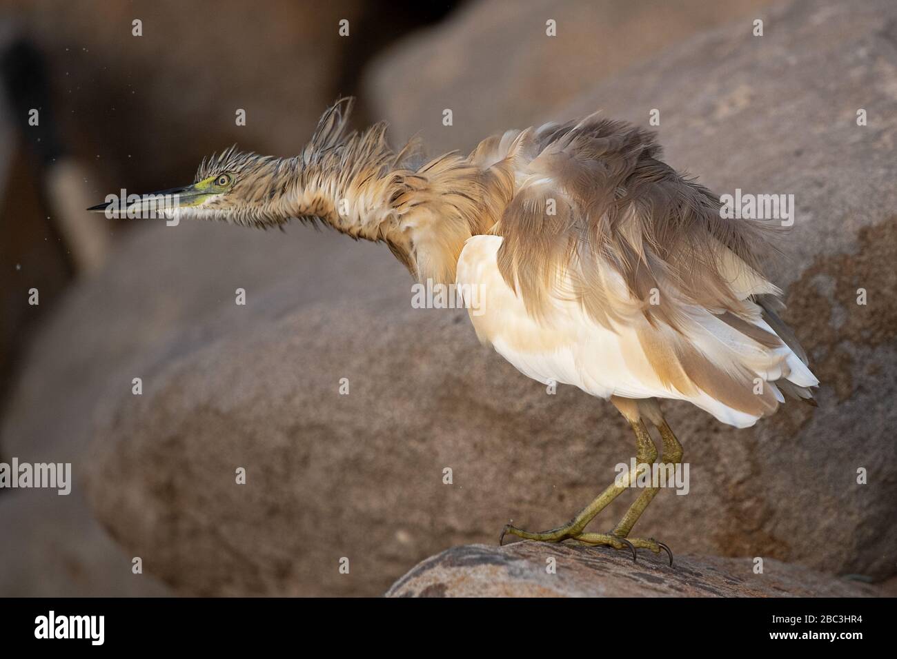 Squacco Reiher, Gambia, Afrika Stockfoto