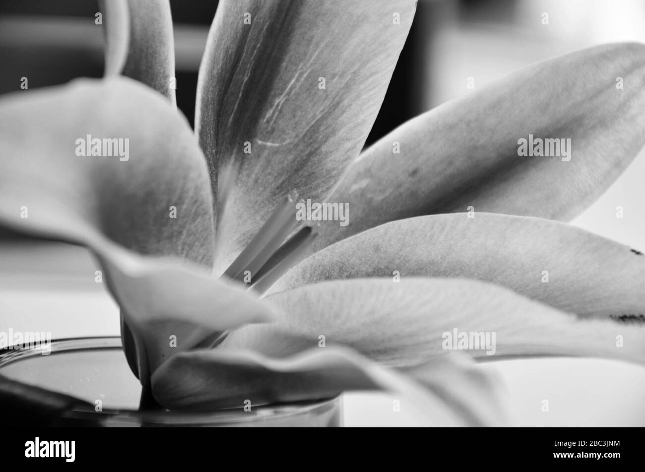 Natürliche Seerosenblüte aus der Nähe Stockfoto