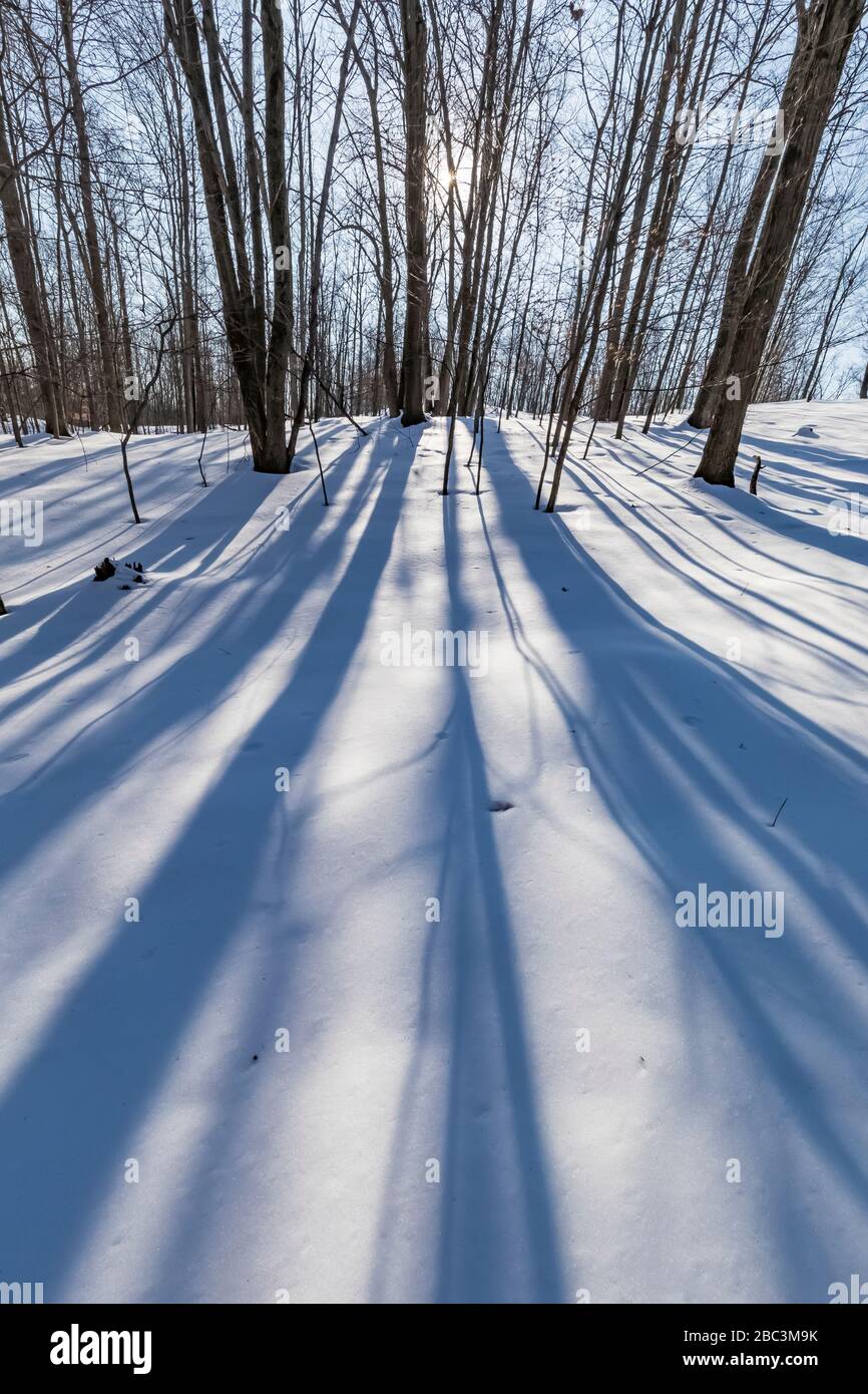 Winterbaumschatten, die die Schneedecke am Naturreservat Bundy Hill in der Region "Isella Country", Michigan, USA, überqueren Stockfoto