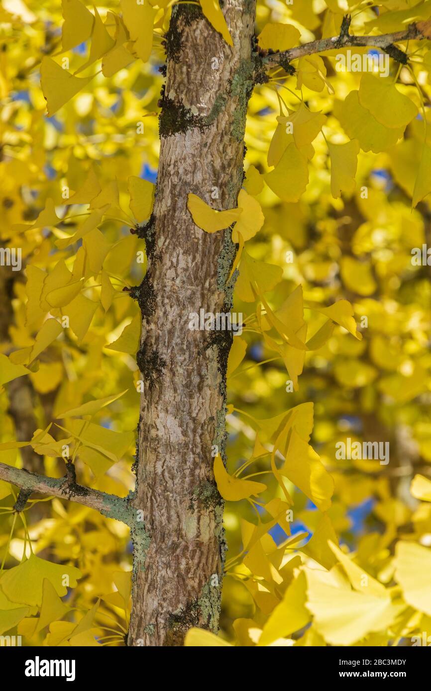 Ginkgo Tree in Herbstfarbe in Marieta, Georgia. Stockfoto