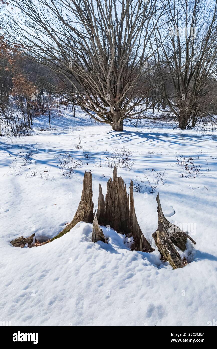 Old Eastern White Pine, Pinus Strobus, stumpf aus der frühen Zeit des Holzfällens am Naturreservat Bundy Hill in der Region von Isella Country, Michigan, USA Stockfoto