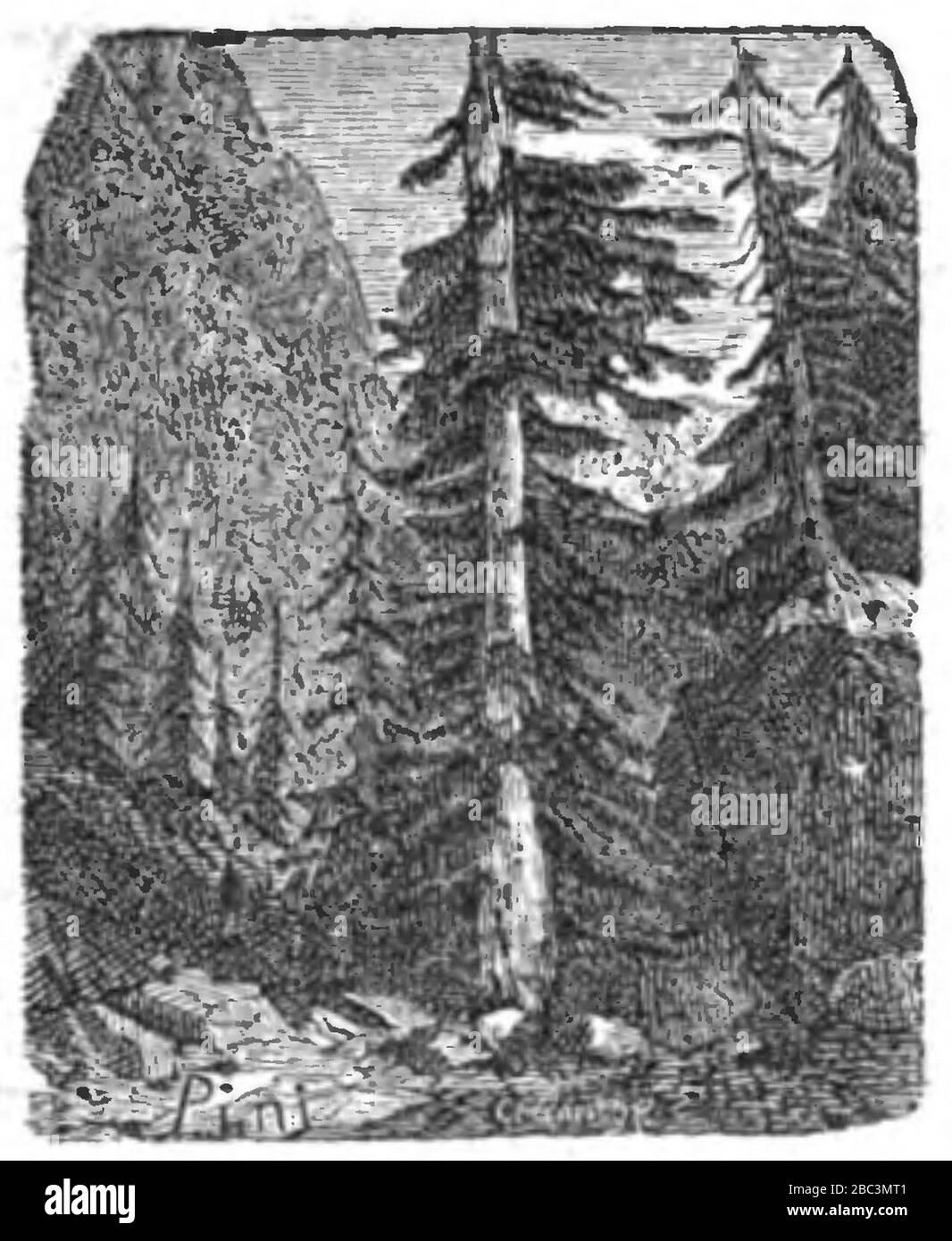 Guida della montagna pistoiese 1878 (Seite 165 Ernte). Stockfoto