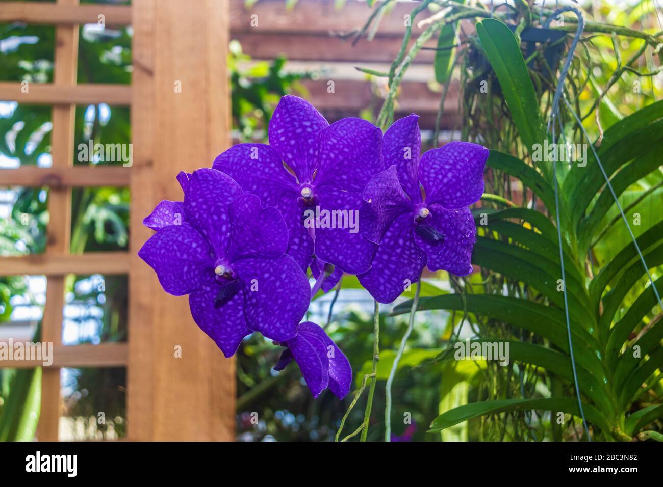 Panchara Delight Orchidee Fuqua Orchid Center in Atlanta Botanical Gardens in Atlanta, Georgia. Stockfoto
