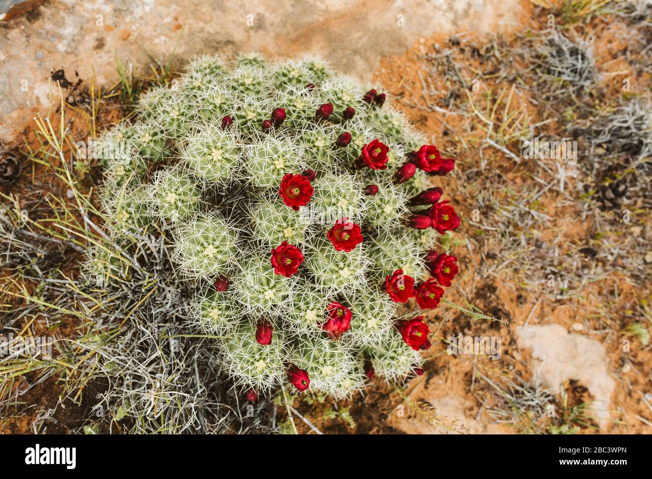 Rote Blume Cluster von Claret Cup Kaktus von oben in utah Wüste geschossen Stockfoto