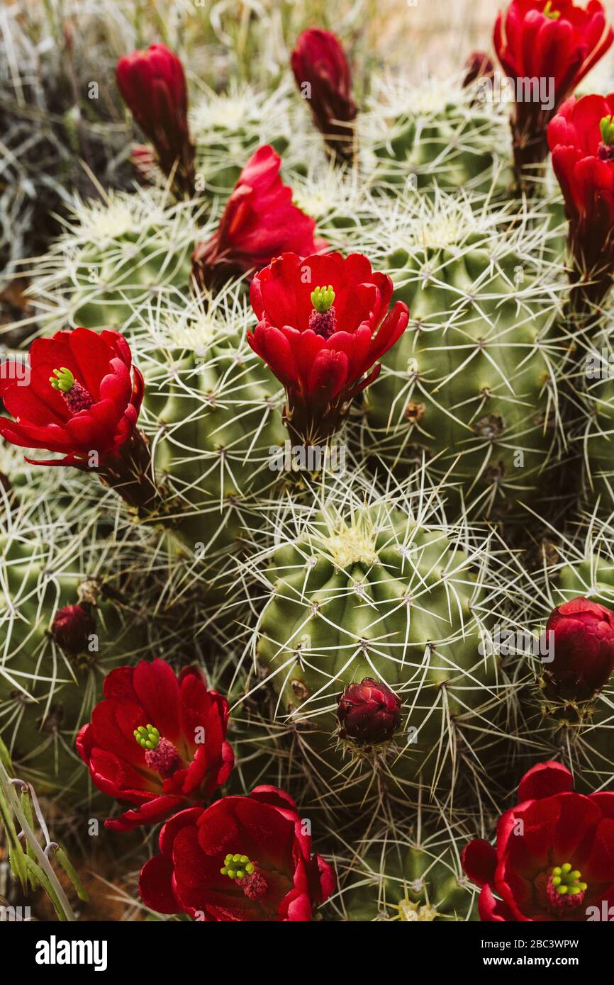 Blühende rote Kaktus Blüten auf einem Weinkelch Tasse Kaktus Stockfoto